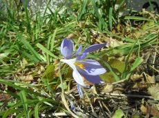 foliage-in-philadelphia-20041113-2184.jpg