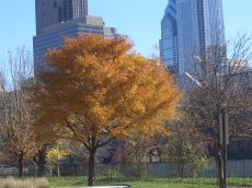 foliage-in-philadelphia-20041113-2203.jpg
