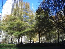 foliage-in-philadelphia-20041113-2225.jpg