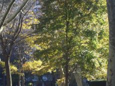foliage-in-philadelphia-20041113-2238.jpg