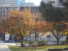 foliage-in-philadelphia-20041114-2259.jpg
