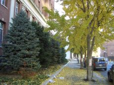 foliage-in-philadelphia-20041114-2260.jpg
