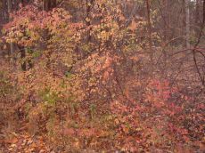 nockamixon-l20041106-1807.jpg