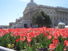 20060410-washington-7423.jpg