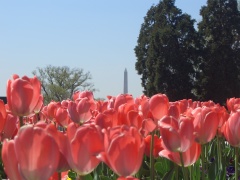 20060410-washington-7424.jpg