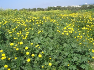20060303-ha-bonim-6873.jpg