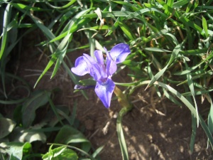 20060303-ha-bonim-6913.jpg