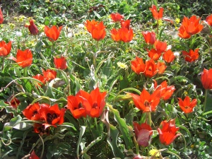 20060303-ha-bonim-6928.jpg