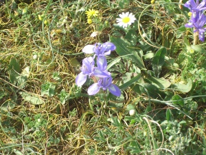 20060303-ha-bonim-6929.jpg