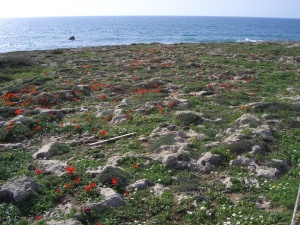 20060303-ha-bonim-6935.jpg