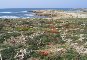 20060303-ha-bonim-6938-2.jpg