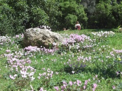 20060304-zichron-ramat-ha-nadiv-7003.jpg