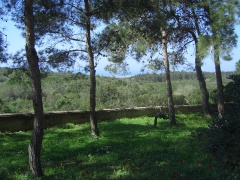 20060304-zichron-ramat-ha-nadiv-7008.jpg