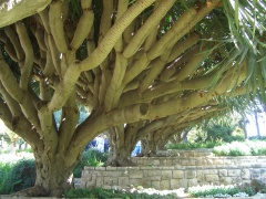 20060304-zichron-ramat-ha-nadiv-7021.jpg