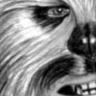 Chewie