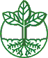 Picture of a plant