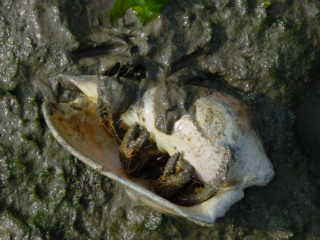 Hermit crab.jpg (15936 bytes)