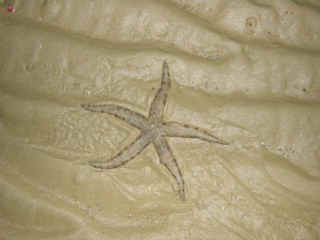 Starfish.jpg (15527 bytes)