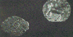 Untitled-21.gif (9203 bytes)