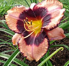 (Awesome Blossom x Border Heritage)xLicorice Candy