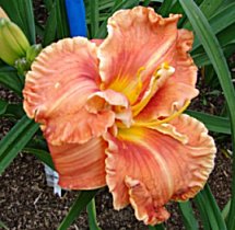 (Border Bride x Sp. Starburst)X Across The Universe
