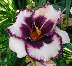 (Her Majesty's Wizard X Mort Morss)