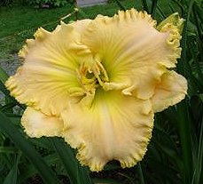 (Betty Warren Woods X Rags To Riches)