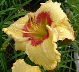 (Sp. Starburst X Lee Pickles)