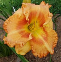 (Daring Deception X Larry Grace) X Pumpkin Prince