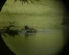 Elephant taking a dip (taken through binoculars). 