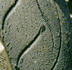 Holy Tire!