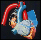 Trans-Oesophageal Echo views
