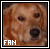 Dogs & Puppies Fan