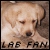 Labrador Retrievers Fan