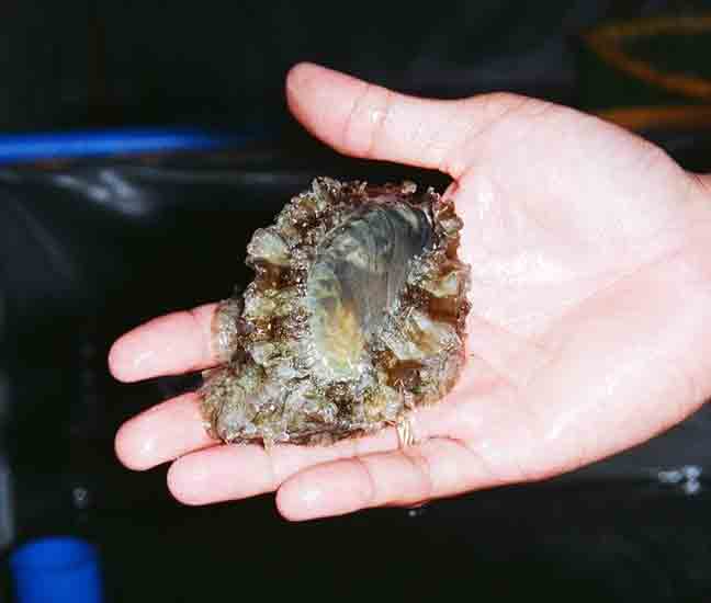 foams abalone