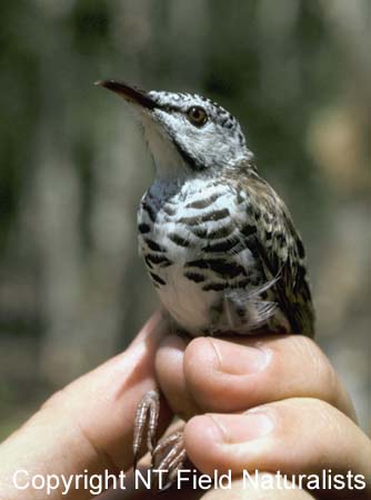 BarbreastedHoneyeater