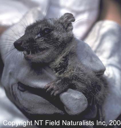 NorthernQuoll