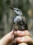 BarbreastedHoneyeater