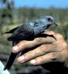 DiamondDove