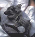 NorthernQuoll