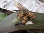 greenants400