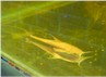 Armored Cat Fish