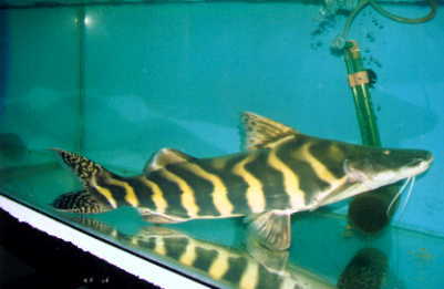 Brachyoplatystoma sp. FLASH ZEBRA