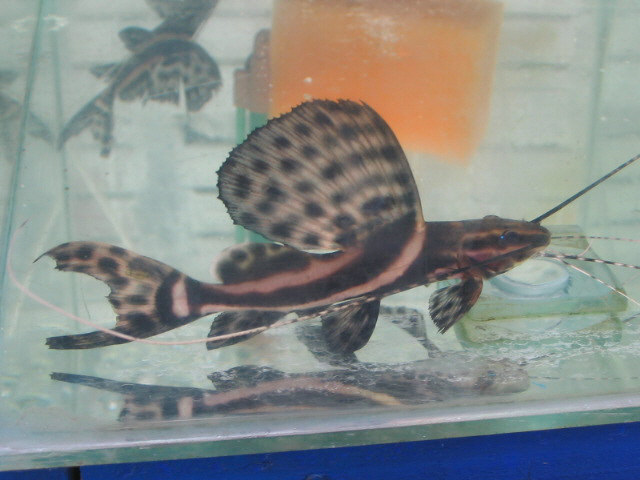 Leiarius pictus