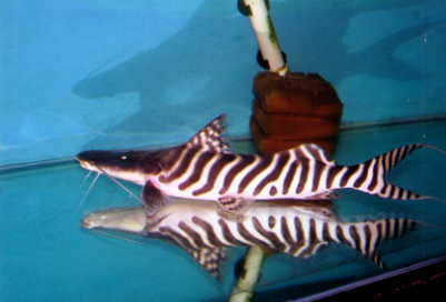 Merodontotus tigrinus