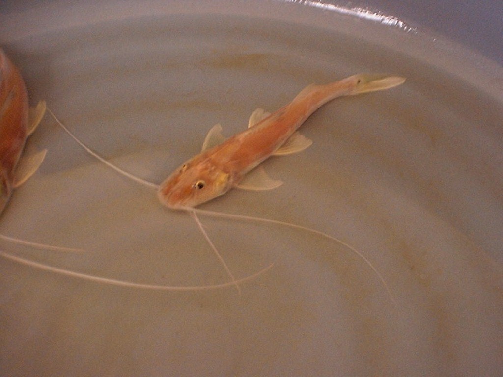 Piramutana pitramuta 