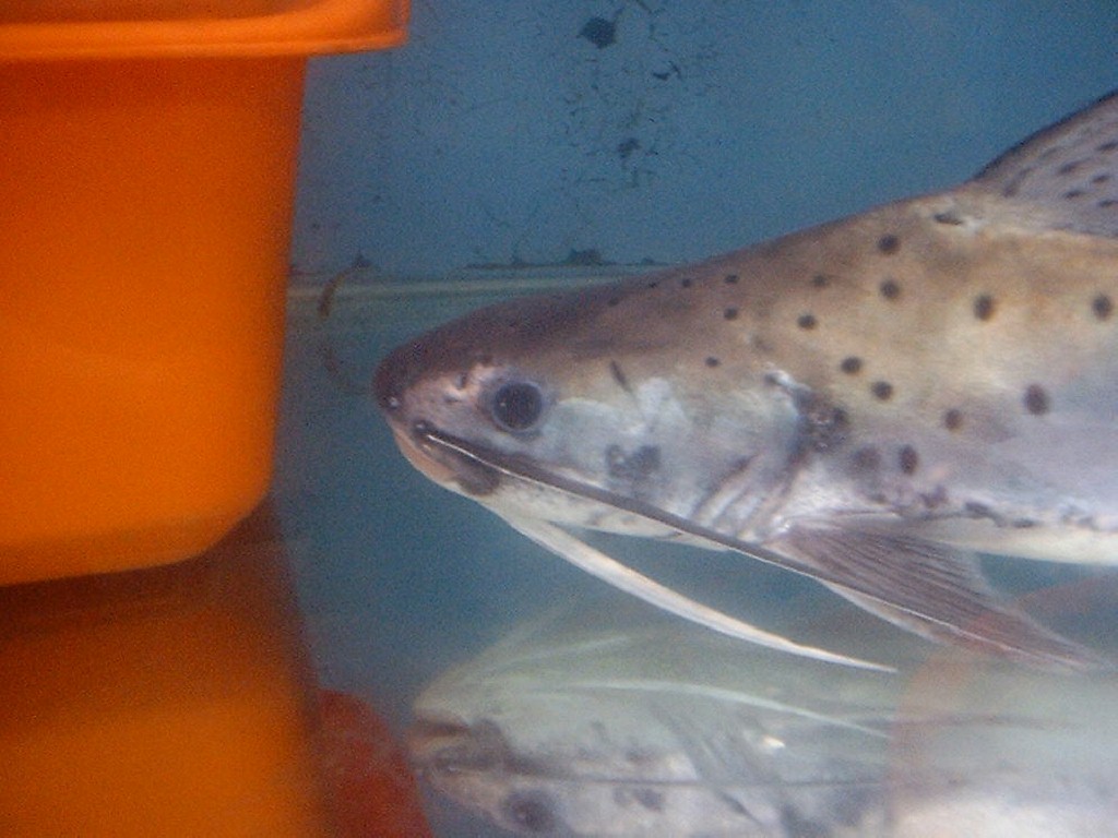 Platynematichtys notatus LINCE