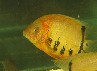Cichlids