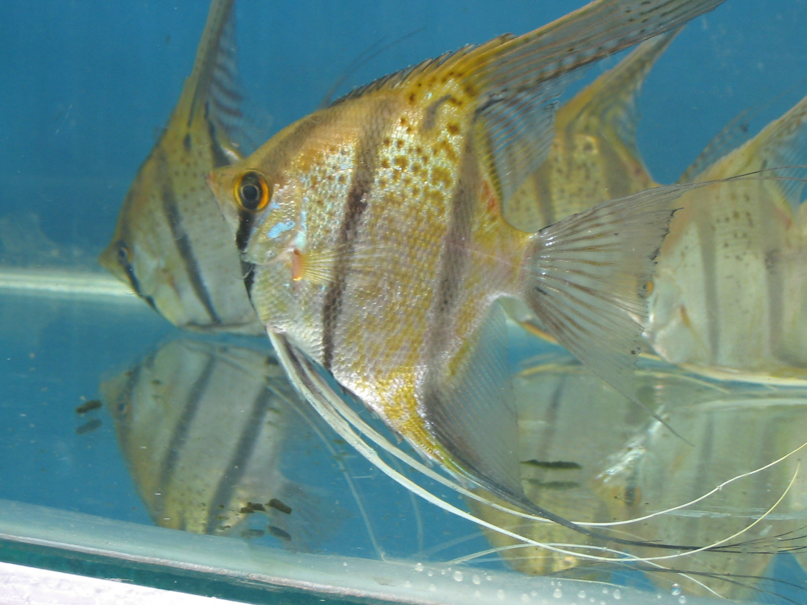 Spotted Angel Fish 2