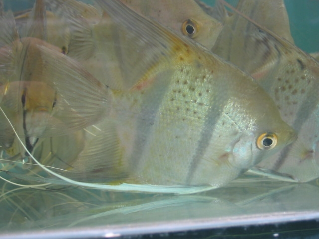 Spotted Angel Fish 3